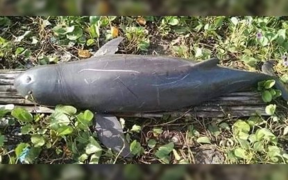 Irrawaddy dolphin found dead in Camarines Sur