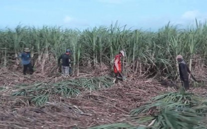 <p><strong>SACADAS AT WORK</strong>. Antique migrant workers in a sugarcane plantation in Negros Occidental in this May 19, 2020 photo. Over 4,000 sacadas are preparing for deployment to sugar-rich Negros Occidental in time for the milling season in September. <em>(Photo courtesy of Antique PIO)</em></p>