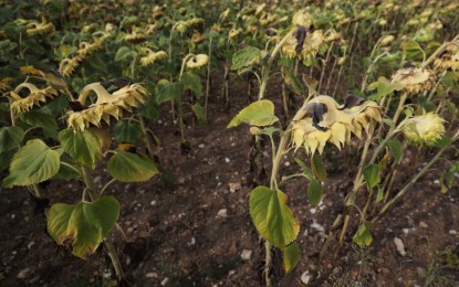 <p>A dried sunflower field is seen as a severe drought hits France, in Puiseux-Pontoise, about 30 km northwest of Paris, France on Aug. 18, 2022. <em>(Xinhua/Gao Jing)</em></p>