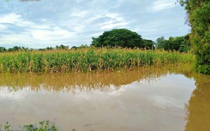 <p><strong>INUNDATED FARM.</strong> Ten hectares of cornfields in barangays Tunggol, Bulit, Pagagawan, Talapas and Dungguan, all in Datu Montawal town in Maguindanao, have been destroyed with no chances of recovery. Maguindanao’s provincial board placed the entire province under a state of calamity on Wednesday (Aug. 24, 2022) after 13 of its 36 towns have been affected by the floods. <em>(Photo from MAFAR-Datu Montawal)</em></p>