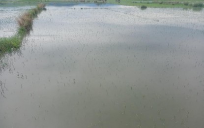 <p><strong>FLOODED</strong>. Rice farms in Barangay Bernabe, Laoag City remain submerged in floodwater on Wednesday (Aug. 24, 2022) due to the effects of Severe Tropical Storm Florita. Mayor Michael Keon said there is a need to dredge creeks, get rid of water lilies, and improve the city's drainage system to prevent flooding. <em>(Photo by Leilanie Adriano)</em></p>
