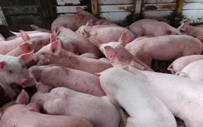 <p><strong>PRICES UP.</strong>  Costs of pork and porkproducts are up in Zamboanga City due to the effect of African swine fever (ASF).  Prices of pork in local markets have reached as much as PHP350 per kilogram these days from last month's PHP270.  (<em>PNA file photo)</em></p>