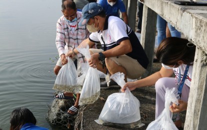 <p><strong>RELEASED</strong>. About 50,000 tilapia fingerlings are dispersed at Bustos Dam in Bulacan under the Balik Sigla sa Ilog at Lawa (BASIL) program of the Department of Agriculture - Bureau of Fisheries and Aquatic Resources on Wednesday (Aug. 24, 2022). BASIL is a five-year project aimed at rehabilitating major inland bodies of water in the country. <em>(Photo courtesy of BFAR-3)</em></p>