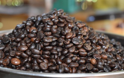 <p><strong>TRADEMARK PRODUCT</strong>. Robusta coffee beans from Negros Occidental. The provincial government plans to rejuvenate some coffee plantation areas and plant new materials that will focus on the robusta variety, which is eyed to become the trademark of Negros coffee. <em>(File photo courtesy of DA-6)</em></p>