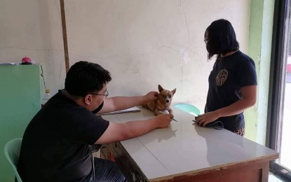 <p><strong>ANTI-RABIES INITIATIVE</strong>. Dr. Marco Rafael Ardamil, chief of the public health division of the Antique Provincial Veterinary (ProVet) Office, checks on a pet dog in this undated photo. Starting Sept. 1, 2022, the ProVet is conducting dog castration as part of its campaign against rabies. <em>(PNA photo courtesy of Antique ProVet)</em></p>
