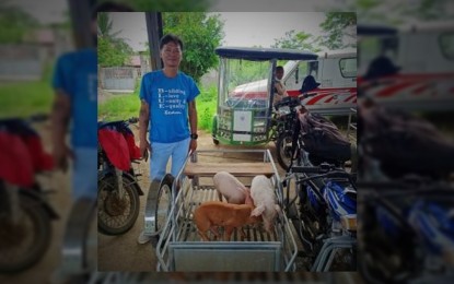 <p><strong>SENTINEL PIGLETS. </strong>A total of 50 swine raisers who were hit by the African swine fever (ASF) in Bagac town, Bataan province received Thursday (Sept. 1, 2022) sentinel piglets from the Department of Agriculture. Each affected hog raiser received three piglets under the DA's Integrated National Swine Production Initiatives for Recovery and Expansion (INSPIRE). <em>(Photo courtesy of DA Region 3)<strong> </strong></em></p>