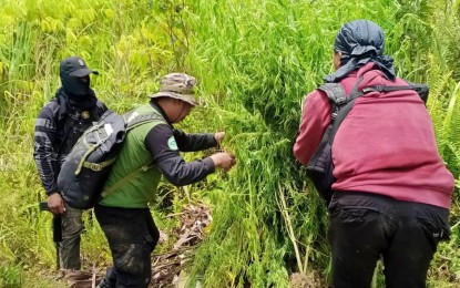 <p><strong>MARIJUANA PLANTATION.</strong> An agent of the Philippine Drug Enforcement Agency, together with police counterparts, uproots fully grown marijuana plants worth PHP3.6 million from a 1.5-hectare plantation in an area at the border of barangays Danlag and Tablu in Tampakan, South Cotabato on Thursday (Sept. 1, 2022). About 12,000 marijuana plants were destroyed by law enforcers during the operation.<em> (Photo courtesy of Juvy Legarta)</em></p>