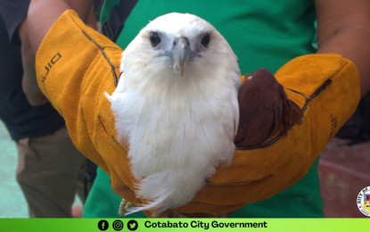 <p><strong>TO BE FREED.</strong> An endangered Brahminy kite eagle rescued Monday (Sept. 5, 2022) by residents of Barangay Poblacion 7 in Cotabato City is set to be released soon. Local environment officials says the eagle is healthy and had no injuries when found. <em>(Photo courtesy of Cotabato CIO)</em></p>