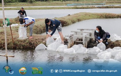 <p><strong>BANGUS FRY STOCKING</strong>. The stocking of bangus fry in Placer, Surigao del Norte on Sept. 6, 2022. The province of Pangasinan is eyeing to produce 100 million bangus fry and 48 million bangus larvae with the help of the planned bangus breeding and hatchery project that will be constructed in Bolinao town by 2024. <em>(Photo courtesy of BFAR-13)</em></p>
