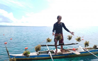 <p><strong>SEAWEED CULTURE</strong>. An undated photo shows a seaweed farmer in Bicol Region. The Bureau of Fisheries and Aquatic Resources in Region 5 (BFAR-5) set up five seaweed nurseries in the region that aim to boost year-round production and give additional income to the fisherfolk. <em>(Photo courtesy of BFAR-5)</em></p>