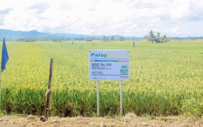 <p><strong>TECHNO-DEMO FARM</strong>. Portion of the six-hectare Palay Sikatan techno-demo farm in the capital town of San Jose de Buenavista that is expected to produce higher yield this cropping period wet season. Municipal Agriculture Officer Rene Barte, in an interview Monday (Sept. 12,2022), said they are expecting a yield of 130 cavans per hectare from the techno-demo farms. <em>(PNA photo by Annabel Consuelo J. Petinglay)</em> </p>
