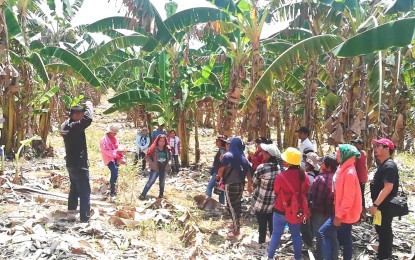 <p><strong>FARM SCHOOL.</strong> Farmers in Apayao visit a banana plantation in Flora town on Wednesday (Sept. 14, 2022) as part of requirements for their enrolment in the School-on-the-Air's banana program of the Department of Agriculture-Cordillera. Marfel Joseph Fontanilla, subject matter expert during the farm visit, showed the proper way of enhancing the plants through natural fertilizers and producing clean planting materials to attain quality and yield.<em> (PNA photo by Liza T. Agoot)</em></p>