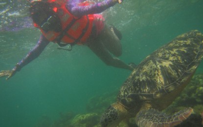 <p><strong>TOURISM MONTH.</strong> The provincial government of Negros Oriental has lined up activities from Sept. 19 to 21, 2022 in celebration of Tourism Month and World Tourism Day. These activities aim to promote tourism attractions, such as swimming with the turtles (shown in this undated photo) near Apo Island. <em>(PNA file photo by Judy Flores Partlow)</em></p>
