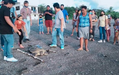<p><strong>RESCUED ANEW</strong>. A rescued green sea turtle is released back to the sea in San Jose de Buenavista, Antique on Sept. 12, 2022. San Jose de Buenavista Municipal Environment and Natural Resources officer Madelyn Pagunsan said Thursday (Sept. 15, 2022) that a day after its release, the same turtle was stranded along the shores of Belison and was returned to the Pawikan Center in San Jose de Buenavista.<em> (Photo courtesy of San Jose de Buenavista LGU)</em></p>