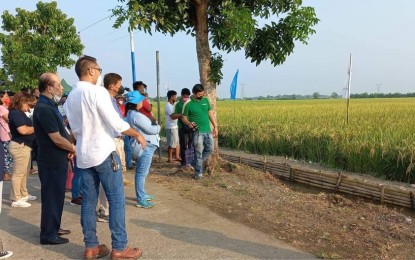 <p><strong>HYBRID RICE</strong>. Agriculture Undersecretary Domingo Panganiban visits on Thursday (Sept. 15, 2022) the 160-hectare hybrid rice technology demonstration farm in Barangay Cabaruan, Bacarra, Ilocos Norte. The project is expected to produce the target yield of 8 to 10 metric tons of rice per hectare. <em>(Photo courtesy of DA Region 1)</em></p>