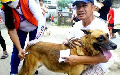 <p><strong>ANTI-RABIES SHOT.</strong> Reynaldo Cacayorin holds his pet Belgian Malinois while it is getting vaccinated with anti-rabies in Camarin, Caloocan City on Sept, 16, 2022. The Philippines has recorded an 8 percent decrease in rabies cases, down to 259 from Jan. 1 to Sept. 2, compared to the same period last year, the Department of Health reported Thursday (Sept. 21, 2023).<em> (PNA photo by Ben Briones)</em></p>