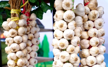 <p><strong>MORE PUNGENT.</strong> Native Ilocos garlic are displayed at the Agribusiness Center of the Department of Agriculture in Quezon City in this photo taken September 19, 2022. The Department of Agriculture on Tuesday (June 4, 2024) said native garlic from the Ilocos Region is more pungent than cheaper imported garlic. <em>(PNA file photo by Ben Briones)</em></p>