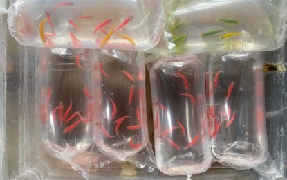 <p>Ornamental fish for sale online <em>(Contributed photo)</em></p>