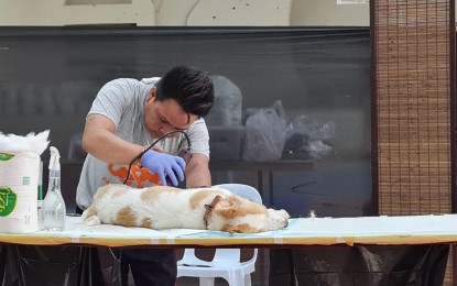 <p><strong>ANIMAL HEALTH</strong>. A volunteer from the <em>Biyaya</em> Animal Care Foundation conducts castration service to a dog at the Pagupdud Cultural and Sport Complex in Pagudpud town, Ilocos Norte province on Sept. 25, 2022. The foundation partnered with other local government units in Ilocos Norte and Ilocos Sur to conduct similar activities this week. <em>(Photo courtesy of Department of Agriculture Pagudpud) </em></p>