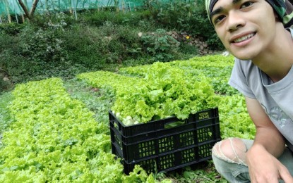 <p><strong>URBAN FARMER.</strong> Young farmer Ryan Palunan, who uses the yard at his residence in Baguio for vegetable production, said the government’s programs to boost agriculture even in urban areas will encourage more residents to produce their food or sell excess production for income. Palunan is among the contestants of the young farmer’s challenge of the Department of Agriculture that aims to encourage young people to go into agriculture. (PNA file photo)</p>