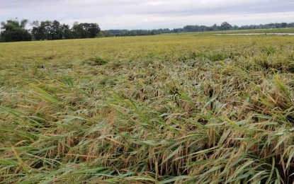 <p><strong>AFTERMATH</strong>. Typhoon Karding's effect on a rice plantation in Mangatarem town, Pangasinan province following its onslaught on Sept. 26, 2022. "Karding" has so far left PHP1.29 billion worth of damage to agriculture, according to the Department of Agriculture. <em>(Photo courtesy of Raymundo Banaga's Facebook account)</em></p>