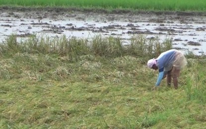 <p style="margin: 0cm 0cm 7.9pt 0cm;"><strong>AGRI DAMAGE</strong>. The Department of Agriculture-Cagayan Valley has pledged to subsidize seeds, fertilizers and other farm inputs for Typhoon Karding victims in the region. The agency placed at PHP23.63 million the amount of damage brought by "Karding" to agricultural crops in Region 2 such as this farm in Maddela, Quirino province.<em> (File photo by Villamor Visaya Jr.)</em></p>