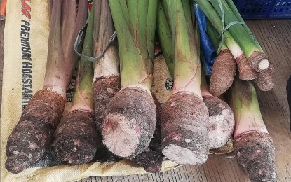<p><strong>GO ORGANIC.</strong> Farmers in Tuba, Benguet, who produce the taro or "ava" or "pising" in the Ibaloi language, are going back to the traditional way of farming with the use of organic fertilizer. Municipal agriculturist Marlyn Catanes said on Wednesday (Sept. 28, 2022) the skyrocketing prices of fertilizer are pushing the farmers to return to the traditional way of producing food. <em>(PNA photo by Liza T. Agoot)</em></p>