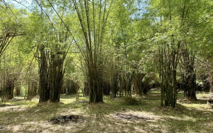 <p><strong>BAMBOO REHAB</strong>. The province of Ilocos Norte finds treasure in bamboo strands or clumps such as these in Barangay Mabaleng, Batac City, Ilocos Norte. To sustain the industry, a bamboo research and development station was launched in Batac City on Wednesday (Oct. 5, 2022). <em>(Contributed)</em></p>
<p><em> </em></p>