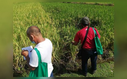 <p><strong>ENHANCING FARMERS' KNOWLEDGE.</strong>  Participants check on the varieties of rice during the "<em>Lakbay Palay</em>" event of the Philippine Rice Research Institute (PhilRice) in Ligao City. At least 370 Bicolano farmers attended the "<em>Bukid Tipid Tips, Subukan</em>" on Tuesday (Oct. 11, 2022). <em>(PNA photo by Connie Calipay) </em></p>