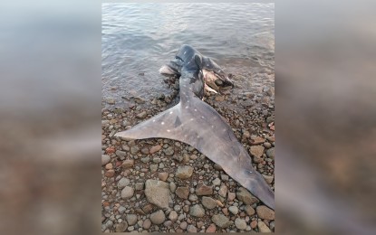 <p><strong>RIPPED</strong>. A whale shark's tail was found floating near the port of San Ricardo, Southern Leyte province on Monday (October 10, 2022). A cargo vessel’s propeller slashed a whale shark in half, according to the local government on Tuesday (October 11). <em>(Photo courtesy of San Ricardo municipal agriculture office)</em></p>