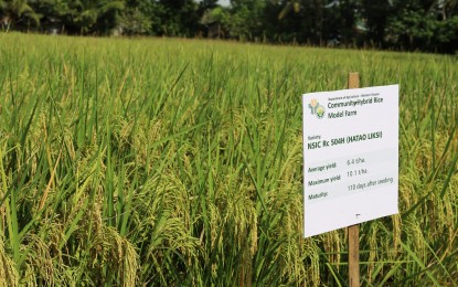 <p><strong>RICE TECHNOLOGY</strong>. One of the hybrid rice varieties planted in the Community Hybrid Rice Model Farm Project in Calinog town, Iloilo Province. The Department of Agriculture in Western Visayas is eyeing an improved adoption of hybrid rice technology with the establishment of demo farms. <em>(Photo courtesy of DA Regional Agri-Fishery Information Section)</em></p>