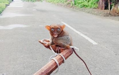 <p><strong>RELEASED</strong>. A Philippine Tarsier caught by residents of Roxas village in Basey town, Samar province in this Oct. 1, 2022 photo. The tarsier was released back to the wild after three days. <em>(Contributed photo)</em></p>