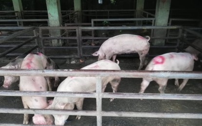 <p><strong>AA CLASSIFICATION</strong>. Live weight hog being sold at the Sibalom Livestock Market in Sibalom, Antique on Thursday (Oct. 13, 2022). Antique Provincial Board Member Karmila Dimamay cited the need to upgrade the slaughterhouses in Antique so hog-raisers could also sell slaughtered meat in other parts of the country for a higher price.<em> (PNA photo by Annabel Consuelo J. Petinglay)</em></p>