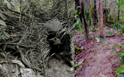 <p><br /><strong>REBEL HIDEOUT</strong>. The New People’s Army lair found by troops of the Philippine Army’s 94th Infantry Battalion in Sitio Maliko-liko, Barangay Carabalan, Himamaylan City, Negros Occidental after an encounter on Wednesday (Oct. 12, 2022). The clash was the sixth since October 6 that resulted in casualties from both sides and the evacuation of thousands of residents in the village and neighboring areas. <em>(Photo courtesy of 94th Infantry Battalion, Philippine Army)</em></p>