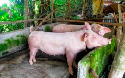 <p><strong>NEGROS HOGS</strong>. Pigs raised in a backyard farm in Negros Occidental. Some 11,056 swine deaths, mainly due to hog cholera, have been reported in the province with losses reaching PHP125.34 million, data from the Provincial Veterinary Office as of the afternoon of June 7, 2023 showed. <em>(File photo courtesy of PVO-Negros Occidental)</em></p>