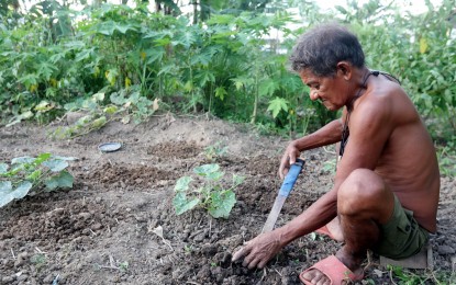<p><strong>SELF-SUFFICIENT.</strong> A man plants fruits and vegetables at a vacant lot in Calumpit, Bulacan on Oct. 19, 2020, at the height of the pandemic. The Climate Change Commission said educating Filipinos about urban agriculture could promote self-sufficiency amid inflation. <em>(PNA photo by Oliver Marquez)</em></p>