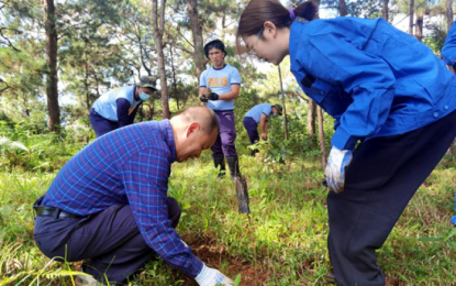Chinese firm backs PH’s tree planting with over 1K pine needles