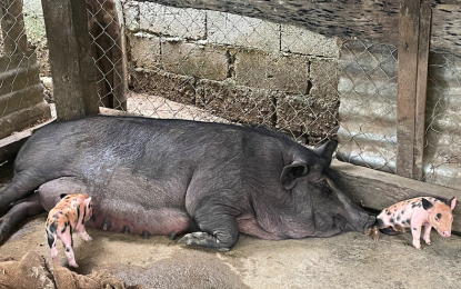 <p><strong>INSURANCE</strong>. Governor Matthew Joseph Manotoc says on Tuesday (Feb. 28, 2023) that hog repopulation has started in Ilocos Norte province under a "yellow zone" classification. Hog raisers here are encouraged to insure their pigs to recover their investment in case of a calamity. <em>(PNA file photo)</em></p>