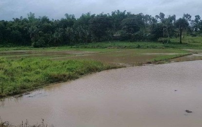 <p><strong>AFFECTED</strong>. A rice farm in the municipality of Lambunao, Iloilo submerged in water as a result of heavy rains brought by Severe Tropical Storm Paeng. Initial report from 16 local government units in Iloilo and Negros Occidental estimated the production losses at over  PHP70 million based only on the available reports. <em>(PNA photo courtesy of Lambunao Municipal Agriculture Office)</em></p>