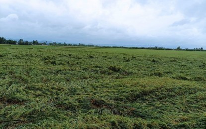 <p><strong>STORM AFTERMATH</strong>. Tropical Storm Paeng's devastation on a rice plantation in Albay province following its onslaught on Saturday (Oct. 29, 2022). The weather disturbance left the Bicol Region with PHP93.1 million worth of initial damage to agriculture. <em>(Photo from the Facebook page of Albay Provincial Agriculture Office chief Rose Belodo)</em></p>