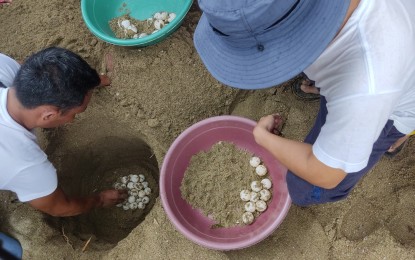 <p><strong>PROTECTED</strong>. Some 46 rescued Olive Ridley Turtle (Lepidochelys olivacea) eggs are being monitored at the shorelines of Donsol, Sorsogon. DENR-Bicol Regional Executive Director Francisco Milla Jr. urged the public to report and turn over to the agency any wildlife species for proper handling and care. <em>(Photo from DENR-5's Facebook page)</em></p>