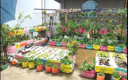 <p><strong>FREE SEEDS</strong>. The Department of Agriculture in the Cordillera Administrative Region is urging residents in urban areas to engage in backyard or survival gardening to provide nutritious and fresh vegetables for their families that can even be sold in an urban setting much like in this 2020 photo of a rooftop garden in Baguio City. The department has launched the Green Revolution 2.0 program that aims to encourage residents to adopt the urban gardening technologies with available free seeds at the DA offices. <em>(PNA photo from the FB of PIO-Baguio)</em></p>