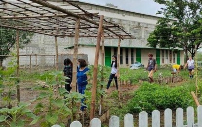 <p><strong>SCHOOL GARDEN.</strong> The school garden at the San Miguel Elementary School is planted with a variety of vegetables. The produce from the school garden is distributed to indigent learners and those part of the school's feeding program. <em>(Photo courtesy of San Miguel Elementary School's Facebook page)</em></p>