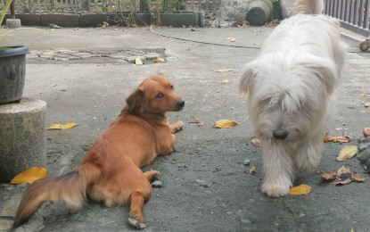 <p><strong>NO TO ANIMAL CRUELTY</strong>. File photo shows domesticated dogs that are considered by many as man's best friend. Cebu City Vice Mayor Raymond Alvin Garcia on Tuesday (Dec. 19, 2022) said the city government will create measures to eliminate cases of animal cruelty, following social media post that went viral involving a stray dog stabbed on its head but was rescued by private individuals. <em>(PNA file photo)</em></p>