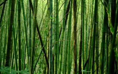 <p><strong>TALLEST GRASS</strong>. A bamboo plantation in the Philippines. Each of the 40 towns in Leyte has been encouraged to devote an area for at least 1,000 giant bamboo seedlings to achieve the goal of positioning the province as one of the top producers of bamboo in the country. <em>(Photo courtesy of Bamboo Warriors Philippines)</em></p>