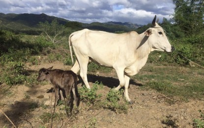 <p><strong>WAGYU CROSS-DEV’T</strong>. A native cow in Piddig town gives birth to a Wagyu cross calf in this undated photo. A massive artificial insemination activity is being conducted in Piddig to support efforts to turn the town into the Wagyu capital of the north. <em>(Contributed photo)</em></p>