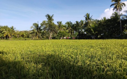 <p>A rice field in Leyte province. <em>(PNA file photo)</em></p>