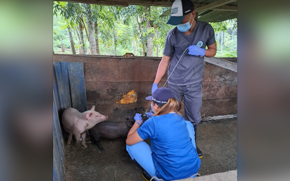 <p><strong>BLOOD SAMPLES.</strong> Personnel of the Office of the City Veterinarian and Bureau of Animal Industry conduct surveillance through the collection of blood samples in areas hit by African swine fever in Zamboanga City. The surveillance began Monday (Nov. 21, 2022) and will end on Saturday (Nov. 26, 2022).<em> (Photo courtesy of Zamboanga CIO)</em></p>