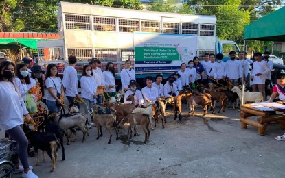 <p><strong>FUTURE AGRIPRENEURS.</strong> Young farmers from five towns in Tarlac province receive upgraded female and male goats and packs of seeds, at the Provincial Agriculture Office in Tarlac City on Wednesday (Nov. 30, 2022). The Department of Agriculture has implemented the BINHI ng Pag-asa Program to empower young farmers in Tarlac to become competent “agripreneurs”.<em> (Photo courtesy of DA-ATI 3)</em></p>