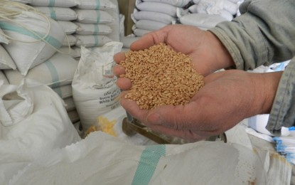 <p>The owner of a warehouse of wheat and grains displays Ukrainian wheat in Hasbaya, southern Lebanon on Feb. 28, 2022.<em>(Photo by Taher Abu Hamdan/Xinhua)</em></p>